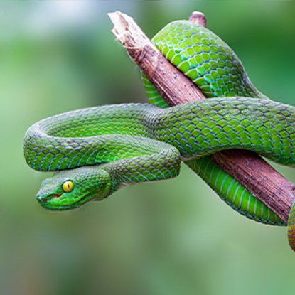 Snake Photo