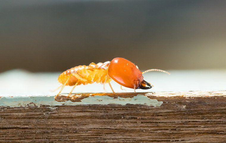 Termite Identification, Prevention, And Control In Humble | Bugtime ...